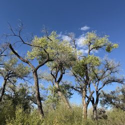 Rio Grande Nature Center State Park