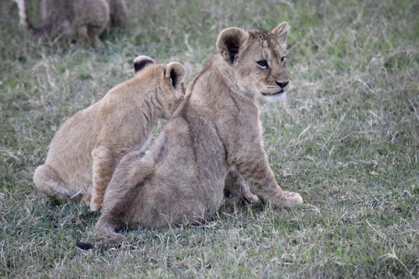 Natural Habitat Adventures by null
