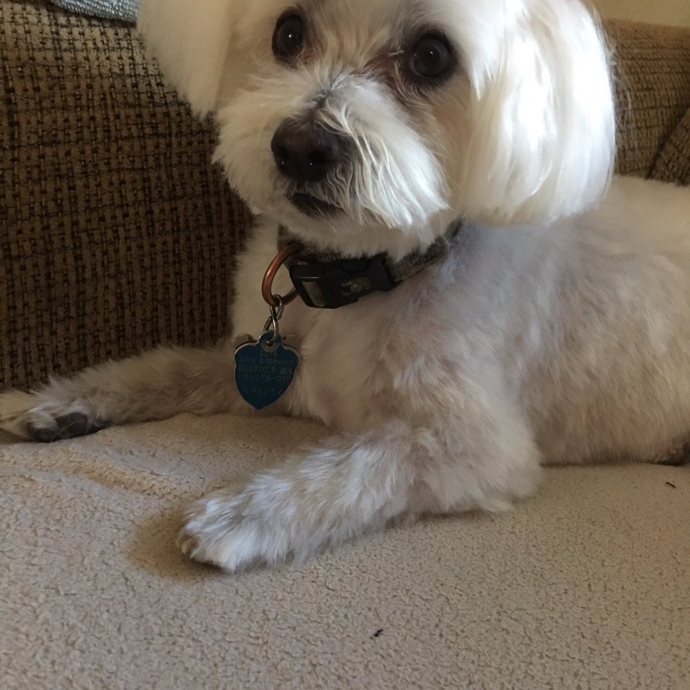 Wilson. The Maltipoo. Wilson. The Maltipoo.