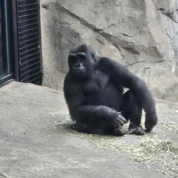 Franklin Park Zoo - Zoos Near Me - Boston, Massachusetts Franklin Park Zoo - Zoos Near Me - Boston, Massachusetts