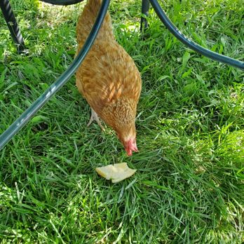 Main Street Cafe - Cute chicken roaming around that we fed. Lol. - Coffee & Tea Near Me - Hurricane, Utah
