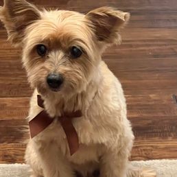 Chewy back to normal after a few days rest. He had a multi tooth extraction. Chewy back to normal after a few days rest. He had a multi tooth extraction.