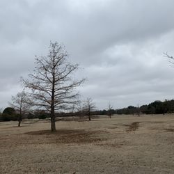 Hamilton Park - Trees in grassy fields.