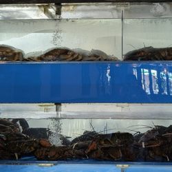 Lam's Kitchen - Fresh tank of two sizes of Lobster and Dungeness Crabs
