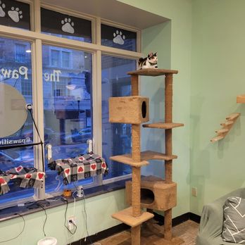 The Pawsitive Cafe - Ten month old kitten who believes she owns the place. - Themed Cafes Near Me - Rochester, New York The Pawsitive Cafe - Ten month old kitten who believes she owns the place. - Themed Cafes Near Me - Rochester, New York