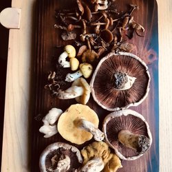 Bristlecone Trail - Foraged for study