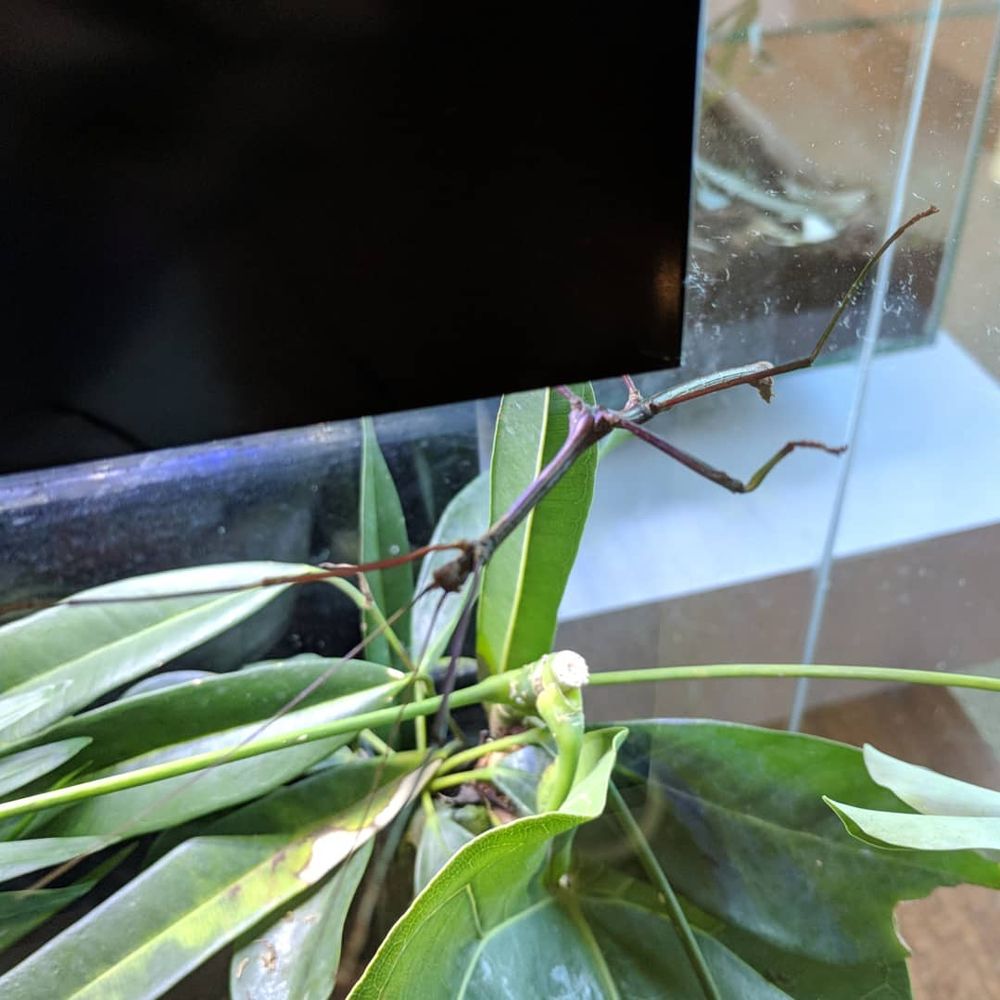 Cambridge Butterfly Conservatory - Malayan stick insect - Botanical Gardens Near Me - Cambridge, Ontario Cambridge Butterfly Conservatory - Malayan stick insect - Botanical Gardens Near Me - Cambridge, Ontario