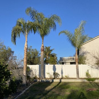 Green Valley Landscape - Palm tree clean ups - Tree Services Near Me Green Valley Landscape - Palm tree clean ups - Tree Services Near Me