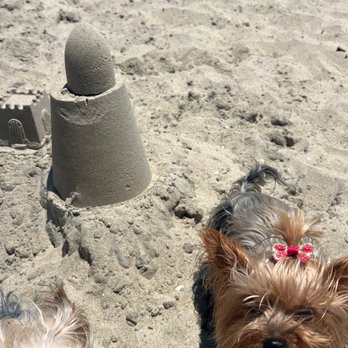 Rosie's Dog Beach - Dog Parks Near Me - Long Beach, California Rosie's Dog Beach - Dog Parks Near Me - Long Beach, California