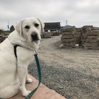 Northstar Stone & Landscape Supply - Kaya enjoys jumping on all the stones - Building Supplies Near Me - Bellingham, Washington