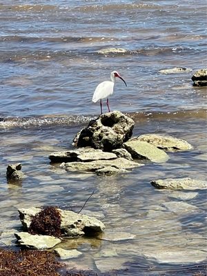 BOCA CHICA BEACH AREA - Updated April 2025 - 171 Photos & 21 Reviews