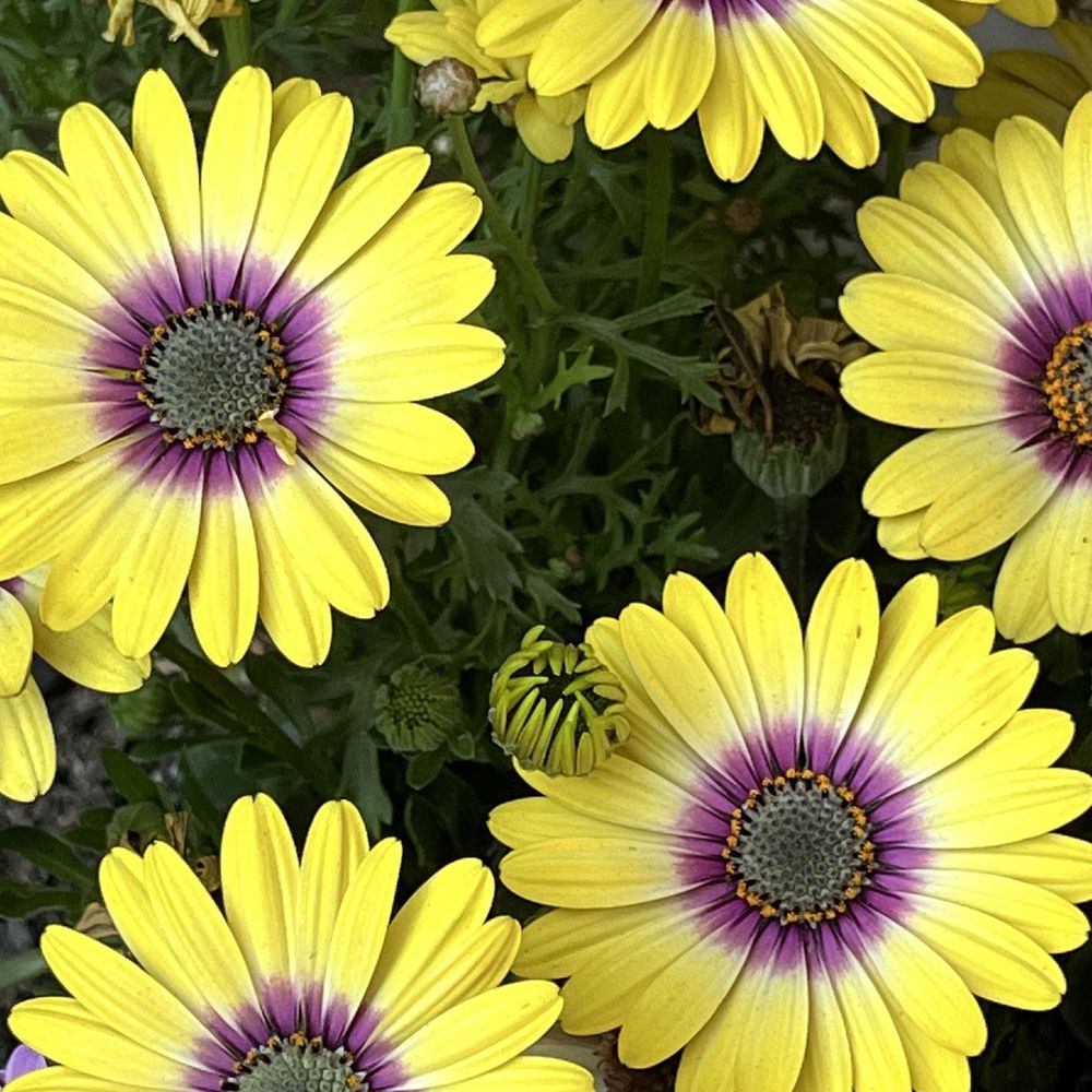 Sunshine Growers Nursery - The amazing value at this place never disappoints - Nurseries & Gardening Near Me - Eastvale, California