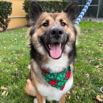 Woof Pack Grooming - Pet Groomers Near Me - Camarillo, California Woof Pack Grooming - Pet Groomers Near Me - Camarillo, California
