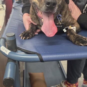 VEG ER for Pets - Emergency Pet Hospital Near Me - Dublin, Ohio