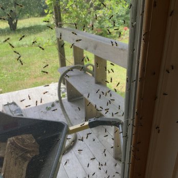 Orkin - Everyday for four days without any help from Orkin - Pest Control Near Me - Bangor, Maine
