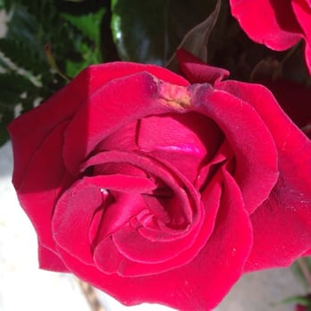 Window Box Florist - Florists Near Me - Pearland, Texas