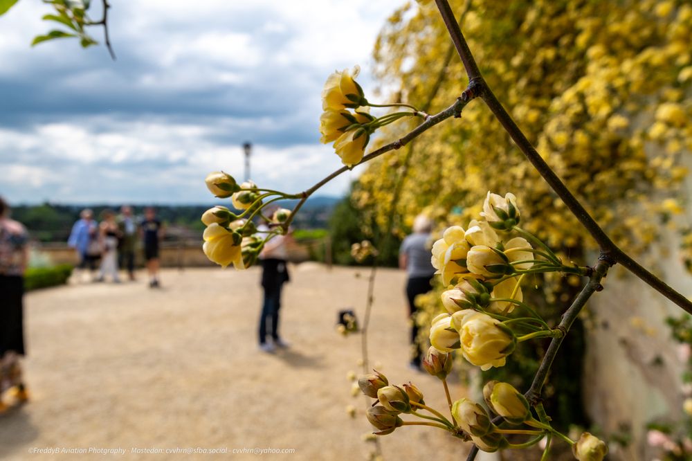 Palazzo Pitti e Giardino di Boboli