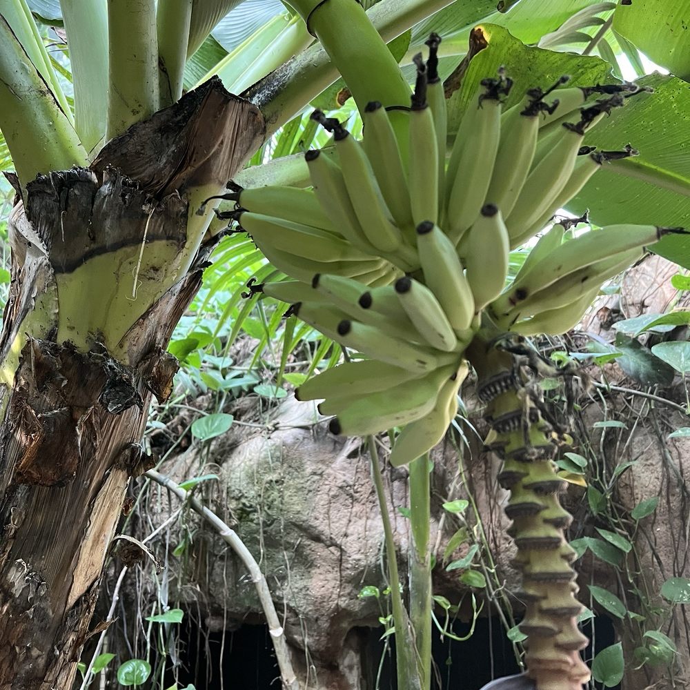 Audubon Aquarium - Banana tree - Aquariums Near Me - New Orleans, Louisiana Audubon Aquarium - Banana tree - Aquariums Near Me - New Orleans, Louisiana