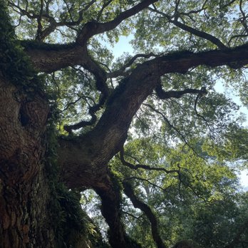 Angel Oak - Parks Near Me - Johns Island, South Carolina Angel Oak - Parks Near Me - Johns Island, South Carolina