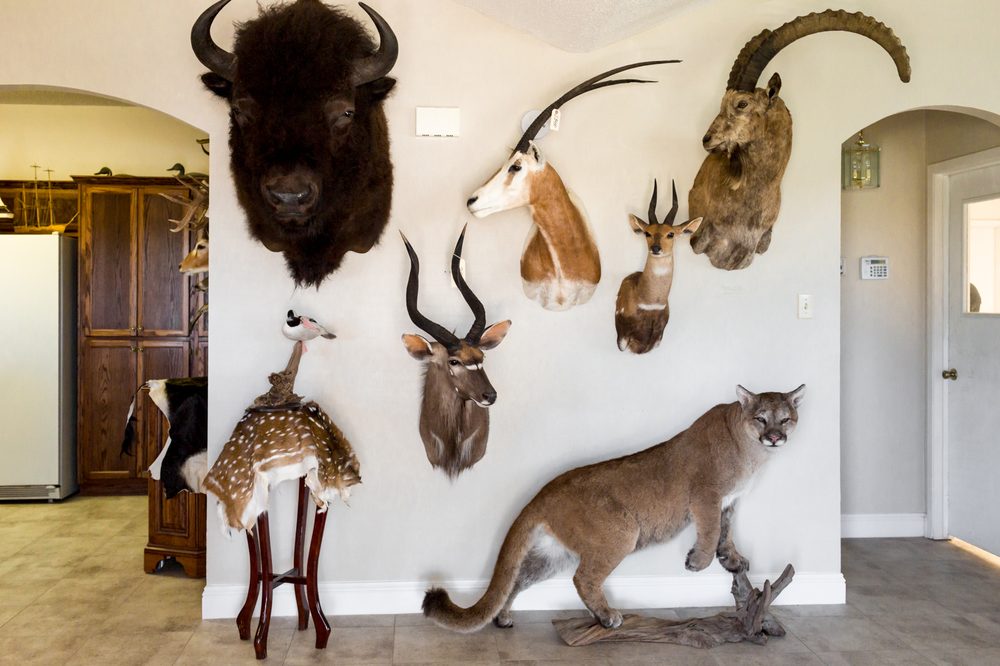 Rheinlander Taxidermy - taxidermy in Austin, TX