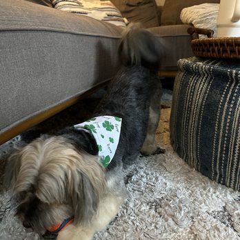 Mobile Dog Grooming - Pet Groomers Near Me - Irvine, California Mobile Dog Grooming - Pet Groomers Near Me - Irvine, California