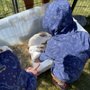 Photo of Animal Affair Traveling Petting Zoo