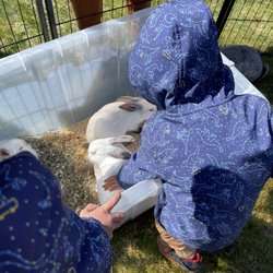 Animal Affair Traveling Petting Zoo