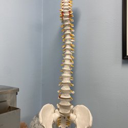 Enhanced Chiropractic Relief - A model of the human spine