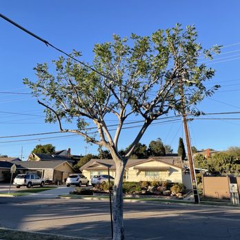 First Class Tree Service - After trimming - Tree Services Near Me