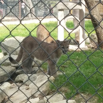 Austin Zoo - Playful little guys - Zoos Near Me - Austin, Texas Austin Zoo - Playful little guys - Zoos Near Me - Austin, Texas