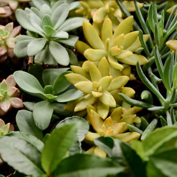 Nature Composed - Florists Near Me - Middleburg, Virginia
