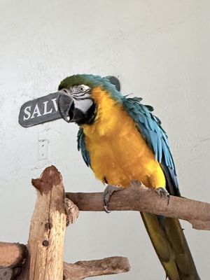 Gypsy Gold Horse Farm by null