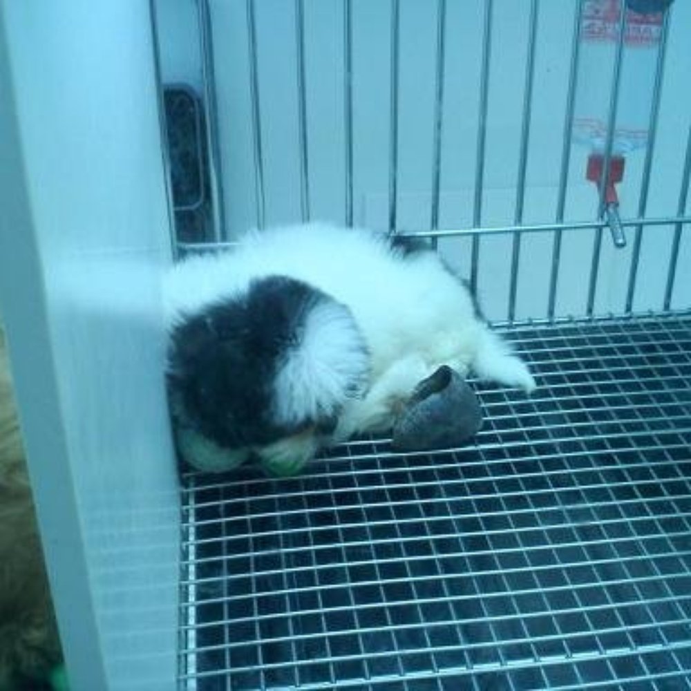 Family Pet - Family Pets - Pet Stores Near Me - Chesapeake, Virginia