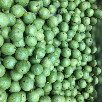 ChainBridge Distillery - Fresh walnuts for an upcoming Italian spirit! - Distilleries Near Me - Oakland Park, Florida