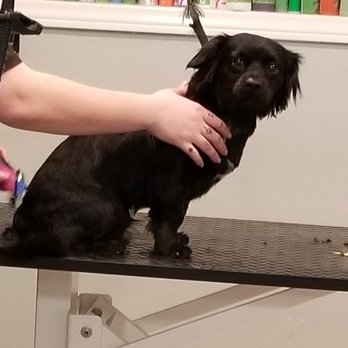 Muddy Paws OC - Our Max's 1st haircut. - Pet Groomers Near Me - Orange, California Muddy Paws OC - Our Max's 1st haircut. - Pet Groomers Near Me - Orange, California