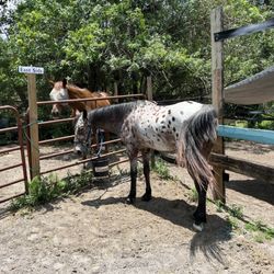 Just Horsin' Around