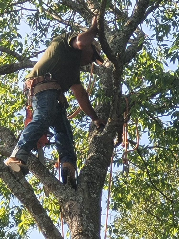 Slide of Lone Star Tree & Roofing Services