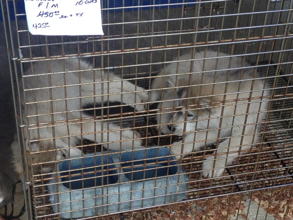 traders village dogs