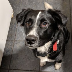 Doggone Good Pet Grooming - Happy pup!