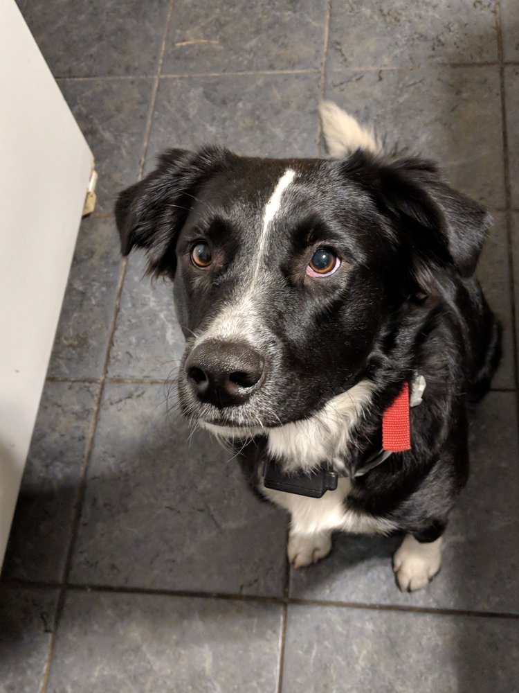 DOGGONE GOOD PET GROOMING Updated August 2024 13 Photos 99 Colvintown Rd, Coventry, Rhode