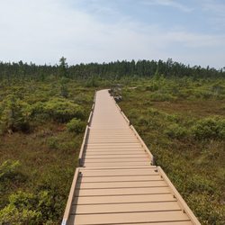 Orono Bog Boardwalk
