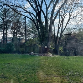 Ax Tree Services - After - maple tree trimming - Landscaping Near Me - Bealeton , Virginia
