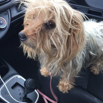 Pet Salon - Pet Groomers Near Me - Mentone, California