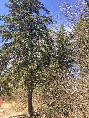 Sir Wilfrid Laurier Park by null