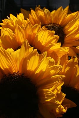 Santa Teresa Farmers' Market by null