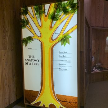 Forest Capital Museum - One of the informative displays - Museums Near Me - Perry, Florida Forest Capital Museum - One of the informative displays - Museums Near Me - Perry, Florida