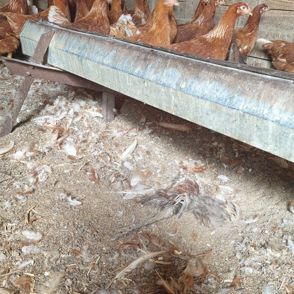 Gilman's Farm and Feed - Decomposing long time chicken in the coop - Farmers Market Near Me - Glen Allen, Virginia Gilman's Farm and Feed - Decomposing long time chicken in the coop - Farmers Market Near Me - Glen Allen, Virginia
