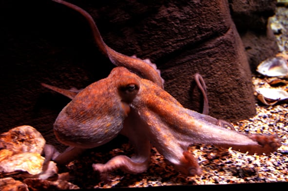 Sevilla Aquarium by null