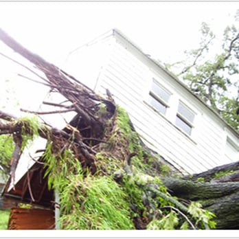 Houston Tree Team - Tree Services Near Me - Houston, Texas