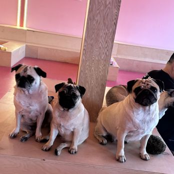 Cuppa Pug - Themed Cafes Near Me - Escondido, California Cuppa Pug - Themed Cafes Near Me - Escondido, California